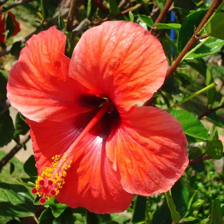 아파트호텔 Verdemare Sardegna Uno 빌라시미우스