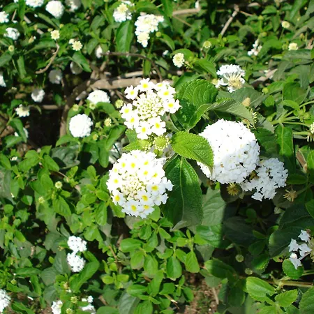 아파트호텔 Verdemare Sardegna Uno 빌라시미우스