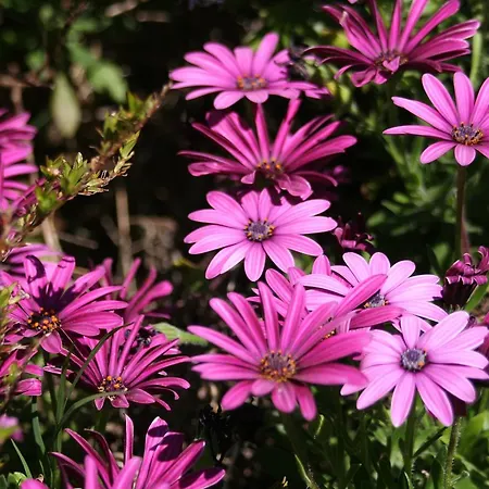 아파트호텔 Verdemare Sardegna Uno