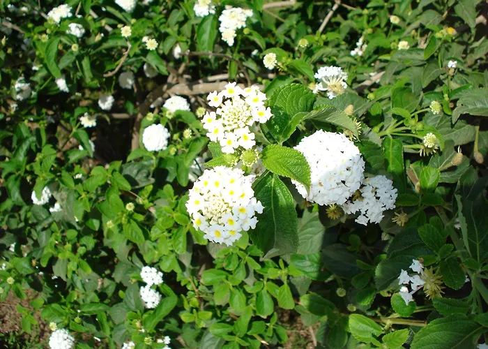 מלון דירות Verdemare Sardegna Uno וילסימיוס