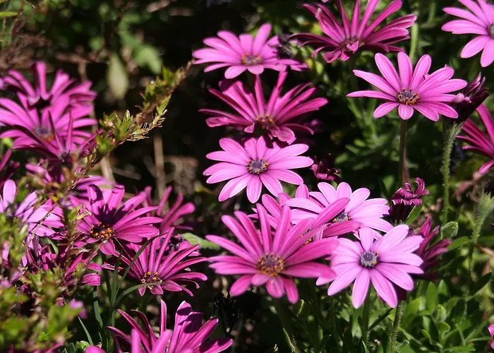 מלון דירות Verdemare Sardegna Uno