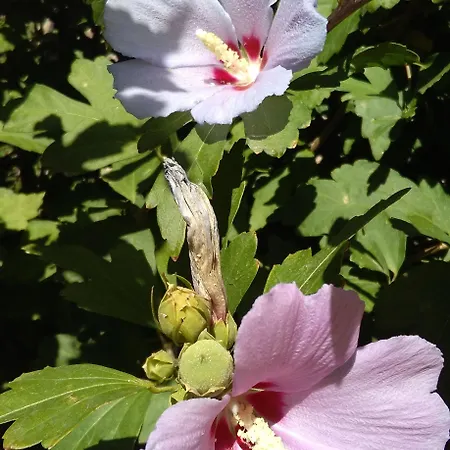 Verdemare Sardegna Uno Апарт-готель Віллазімьюс