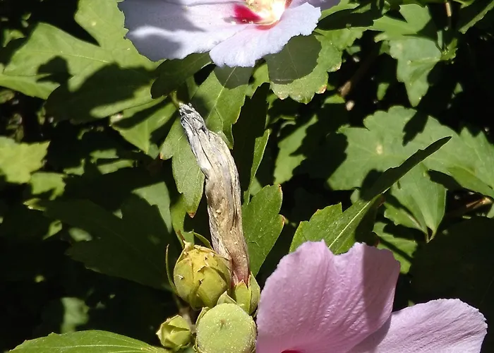 华德马拉萨丁公寓式酒店 公寓式酒店 维拉西米乌斯